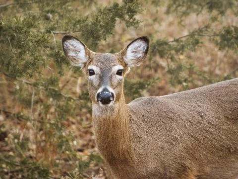 Closeup shot of the doe deer at the Ernie Miller Park and Nature Center in Olath Stock Photos