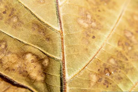Closeup shot of a dried fall maple leaf texture Stock Photos