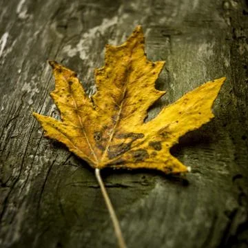 Closeup shot of a dried maple leaf on a wooden surface Stock Photos
