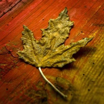 Closeup shot of a dried maple leaf on a wooden surface Stock Photos