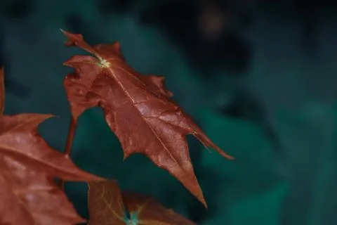 Closeup shot of a dry brown leaf Stock Illustration