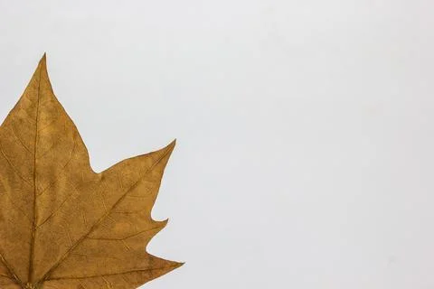 Closeup shot of a dry fall leaf on a white background with copy space Stock Photos