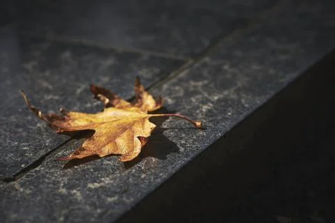 Closeup shot of a dry maple leaf on the ground - great for a cool background Stock Photos