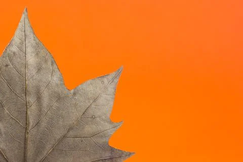 Closeup shot of a dry maple leaf on an orange background Stock Photos