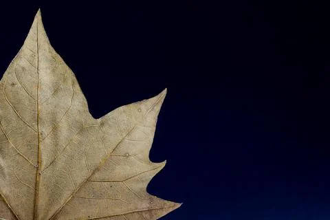 Closeup shot of a dry maple leaf on a dark background Stock Photos