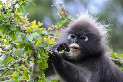 Closeup shot of a Dusky leaf monkey holding branch of a green tree on an isolate Stock Photos