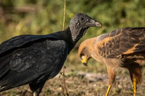 Closeup shot of an eagle and a buzzard in the wild 写真素材