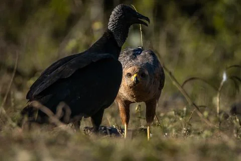 Closeup shot of an eagle and a buzzard in the wild 写真素材