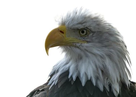 A closeup shot of an eagle head isolated on white background 스톡 사진