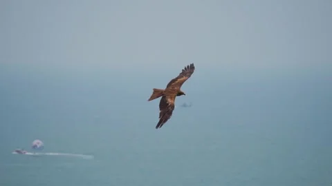 Closeup shot of an eagle looking for prey in front of the blue Arabian sea Stock Footage 201241766
