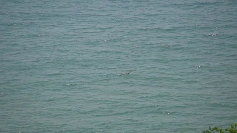 Closeup shot of an eagle looking for prey in front of the blue Arabian sea  Stock Footage 225471347