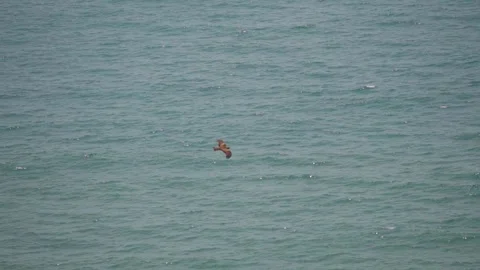 Closeup shot of an eagle looking for prey in front of the blue Arabian sea Stock Footage 225471363