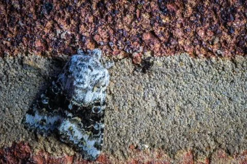 Closeup shot on an eye pattern winged moth on a red and grey bricked wall Stock Photos