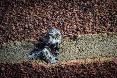 Closeup shot on an eye pattern winged moth on a red and grey bricked wall Stock Photos