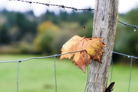 Closeup shot of a fall dried leaf on the metal fence Foto stock