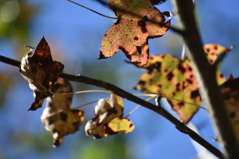 Closeup shot of Fall Leaves in Blue Springs Florida Stock Photos