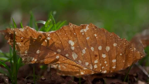 A closeup shot of a fallen autumn leaf with nice pattern, lying on new growth Stock Footage 273390765