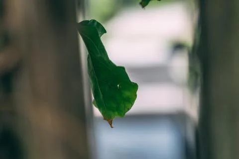 Closeup shot of a falling green leaf 스톡 사진
