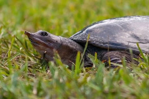 Closeup shot of a Florida softshell turtle (Apalone ferox) on the grass 写真素材