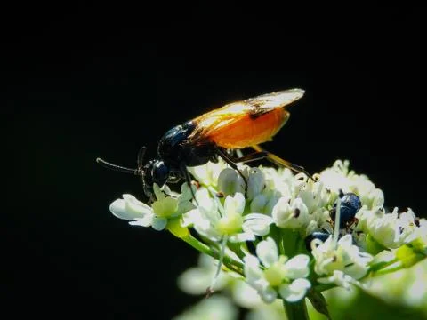 Closeup shot of flower beetles on the white flower  with a dark background Stock Illustration