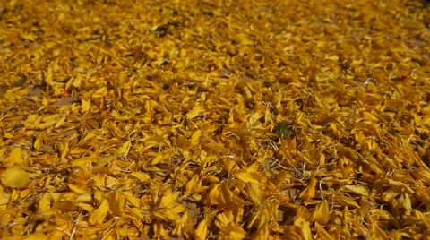 Closeup shot of flowers Vídeos de archivo 47073898