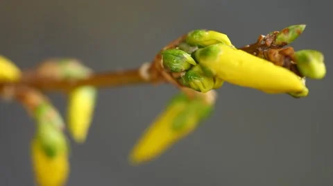 Closeup shot of flowers Stock Footage 48584657