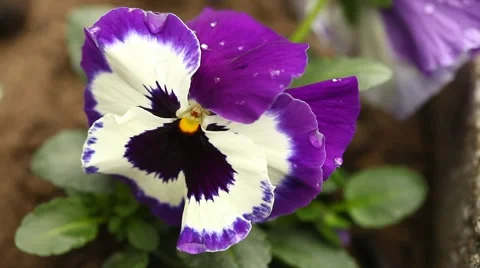Closeup shot of flowers Stock Footage 48617253