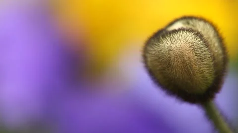 Closeup shot of flowers Stock Footage 48617528