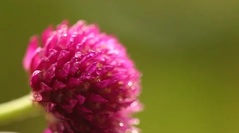 Closeup shot of flowers Stock Footage 50543420