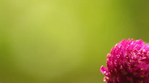 Closeup shot of flowers Stock Footage 50543446