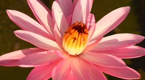 Closeup shot of flowers Stock Footage 50592008