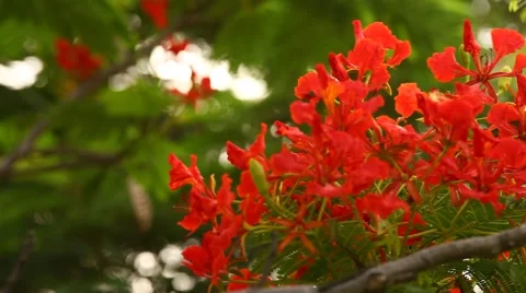 Closeup shot of flowers Stock Footage 51565889