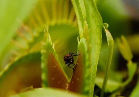 Closeup shot of a fly in Venus Flytrap Stock Photos