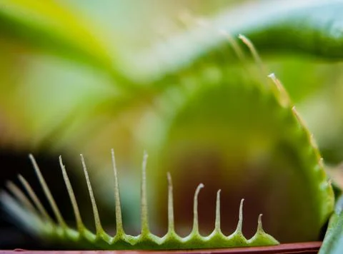 Closeup shot of a fly in Venus Flytrap Stock Photos