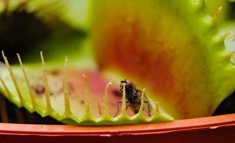 Closeup shot of a fly in Venus Flytrap Stock Photos