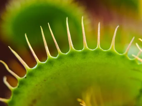 Closeup shot of a fly in Venus Flytrap Stock Photos