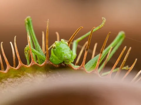 Closeup shot of a fly in Venus Flytrap Stock Photos