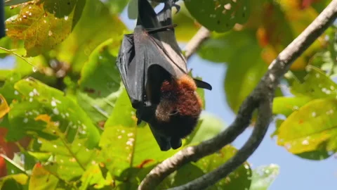Closeup shot of flying fox Video stock 172230305