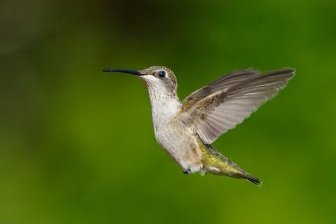 Closeup shot of a flying ruby-throated hummingbird against blurred green backgro Foto stock