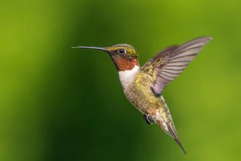 Closeup shot of a flying ruby-throated hummingbird against blurred green backgro Foto stock