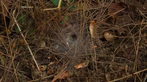 Closeup shot of a forest floor spider web with a hole in the middle 動画素材 258447215