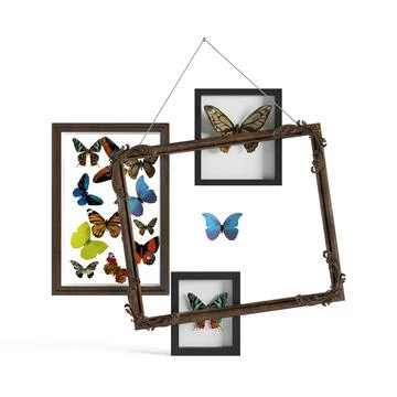 Closeup shot of frames with species of different butterflies on a white backgrou 스톡 일러스트