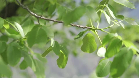Closeup shot of fresh green leaves in the spring light Stock Footage