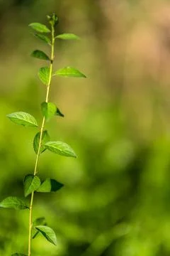 Closeup shot of a fresh tree sapling with a blurry green background Stock Photos
