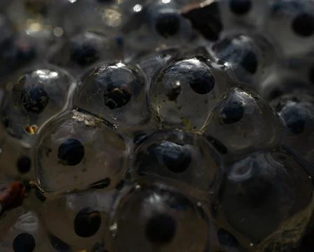 Closeup shot of frog spawn in a pond Stock Photos