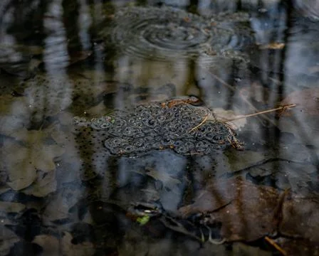 Closeup shot of frog spawn in a pond Stock Photos