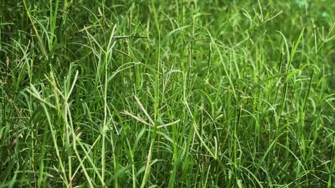 Closeup Shot of Gently Swaying Bermuda Grass in Natural Green Meadow Stock Footage 340972470