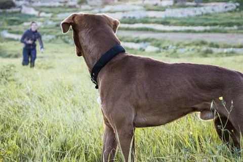 Closeup shot of the German Shorthaired Pointer in the field Stock Photos