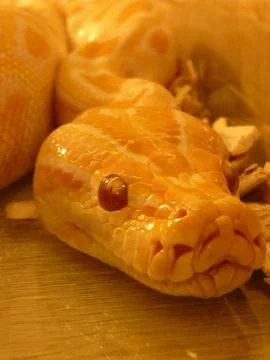 Closeup shot of the giant yellow python snake Stock Photos