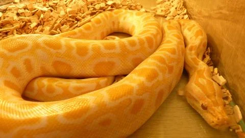 Closeup shot of the giant yellow python snake Stock Photos